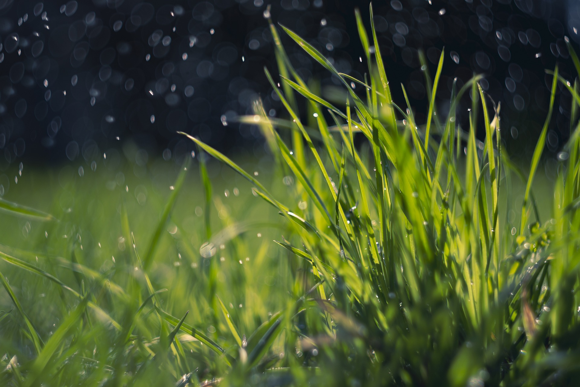 Rain falling on grass